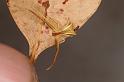 Sidymella_trapezia_D8002_Z_90_North Stradbroke island_Australie